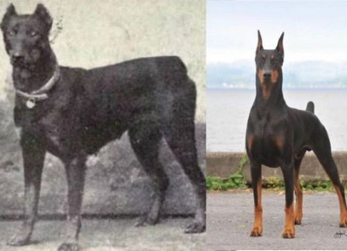 グスマンの犬種は 具志堅用高の愛犬の名前の由来も紹介 ヴィシュヌ ブログ
